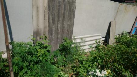 Полицейские обнаружили в огороде жителя Приморья более 900 кустов маньчжурской конопли