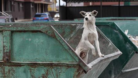 В Приморье ввели режим повышенной готовности из-за бездомных собак