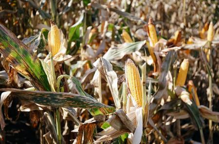 Экспорт зерна из Приморья бьёт рекорды